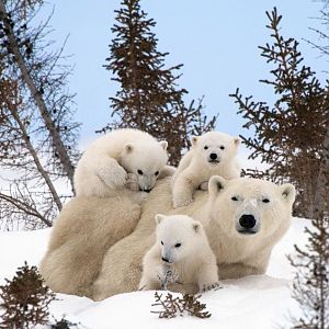 polar-bear-family-portraits.jpg