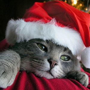 christmas_cat-4807.jpg