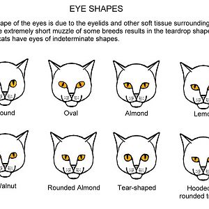 eye-shapes.jpeg