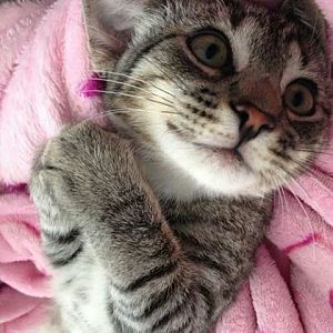 Kitten really cute.jpg