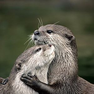 otters hugging.jpg