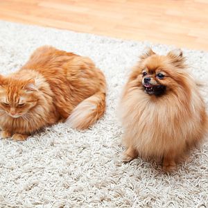 Which dog breeds get along with cats?
