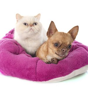 Chihuahuas and cats