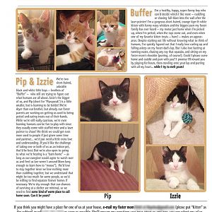 Kitten family flyer.jpg