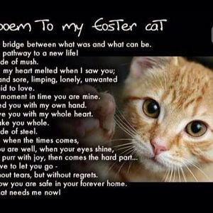poem_to_my_foster_cat.jpg
