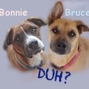 bonnie&bruce.jpg
