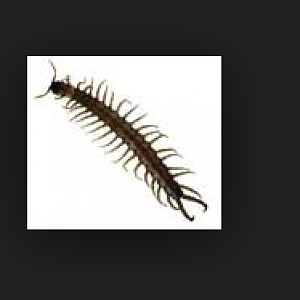 centipede.PNG