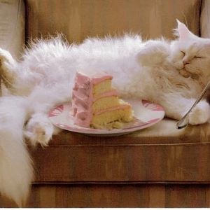 cat_birthday_cake.jpg