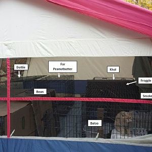 _Tent 8 cages labeled 141021.jpg