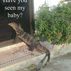 The-Baby-Lizard-9.jpg