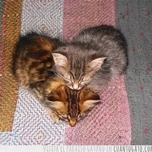 heart kittens.jpg