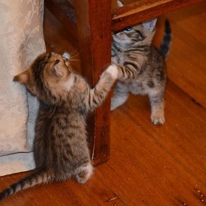 A marled tabby & spotted tabby playing, 10 4 15.jp
