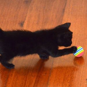 kitten black, 10 4 15 (2).jpg