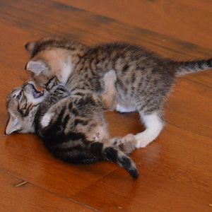 A marled tabby & spotted tabby playing, 10 4 15 (2