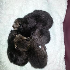 kittens042915.jpg