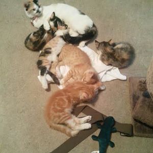 momma cat and all five kittens.jpg