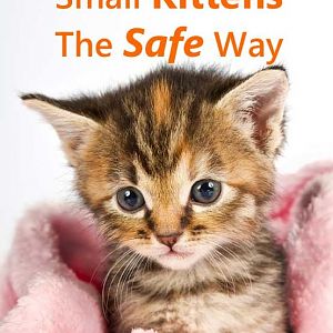 How To Bathe Small Kittens The Safe Way - Tips that could save a kitten's life.