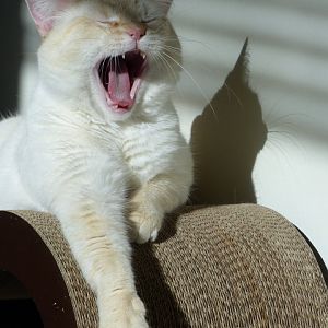 CG yawn.jpg