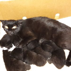 born August 22 2015 to feral mom - 5 babies.jpg