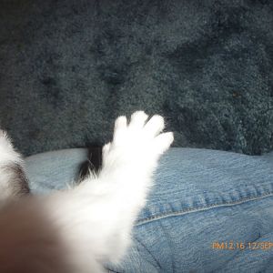 kitten tux back paw Sept 12.jpg