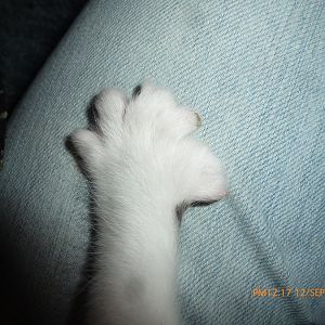 kitten scruffy front paw 2 sept 12.jpg