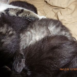 belly of black tabby in kitten pile Sept 12.jpg