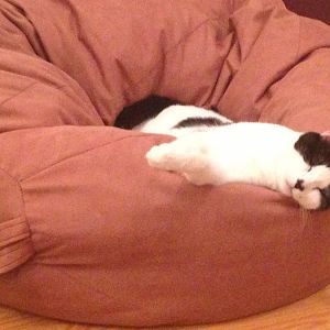 Fuzzy sleeping on beanbag.JPG