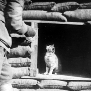cats-of-world-war-1-14.png