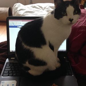 Fuzzy sitting on keyboard.jpg