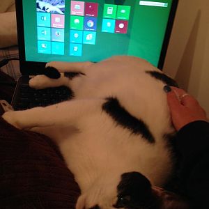Fuzzy lying on keyboard.jpg
