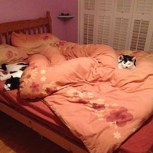 Fuzzy and Pierre on bed.JPG