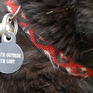 If-Im-outside-Im-lost-cat-tags.jpg