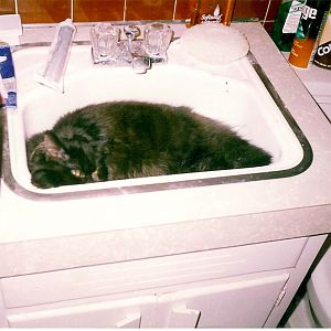 Fuzzy in Sink.jpg