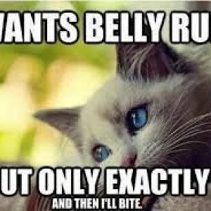 Cat Memes 3 belly rubs.jpeg