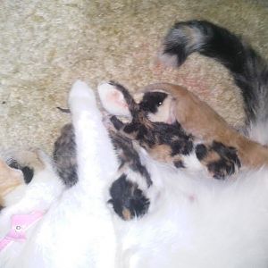 Momma nursing newborns.jpg