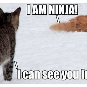 funny-cat-picture-i-am-ninja-i-can-see-you-idiot.j