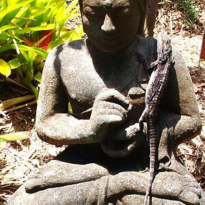 Buddha lizard.jpg