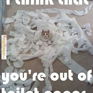 cat-memes-i-think-your-out-of-toilet-paper.jpg