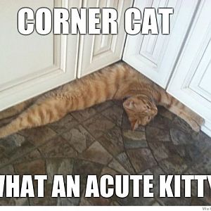 corner-cat-meme.jpg