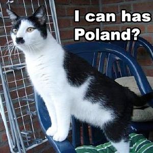 i-can-has-poland-hitler-cat-meme.jpg