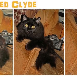 Clyde-eyes.jpg