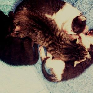 kittens8.jpg