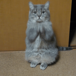 cat-gif-funny-animations.gif