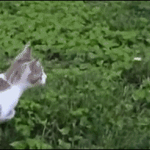 Cats-flying-attack-kittens-jousting.gif