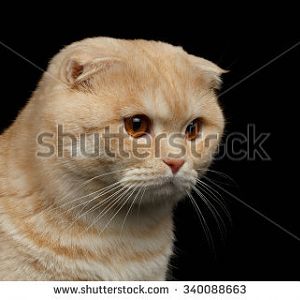 stock-photo-closeup-ginger-scottish-fold-cat-looki