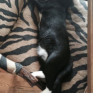 Domino in one of his favorite sleeping spots..jpg
