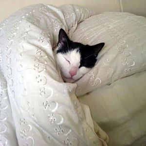 Cat-comfortable-sleeping-in-bed.jpg