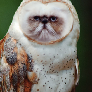 tara ookpik owl.png