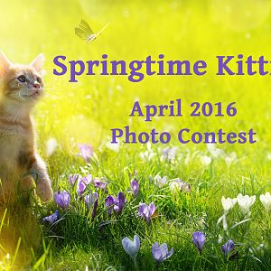 springtimecats.jpg