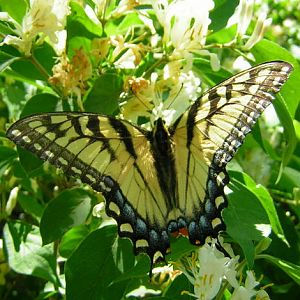 tiger swallowtail honeysuckle.jpg